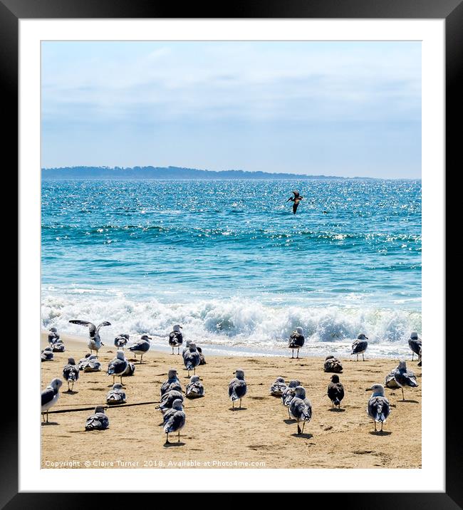 Gulls and a Pelican on Marina Beach Framed Mounted Print by Claire Turner