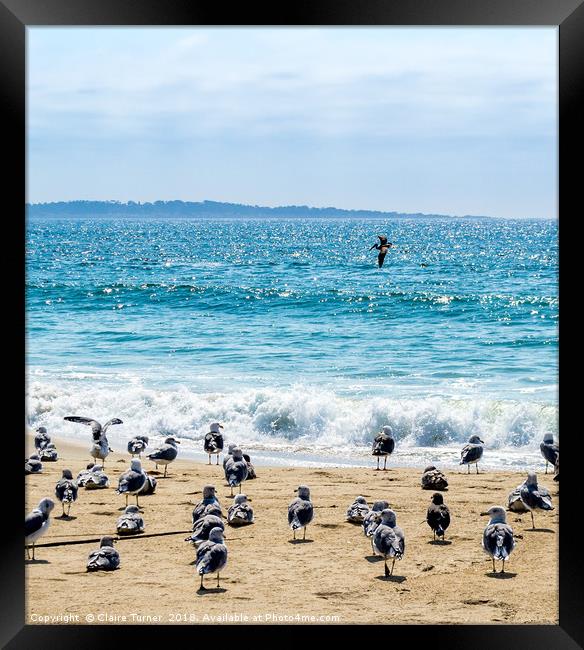 Gulls and a Pelican on Marina Beach Framed Print by Claire Turner