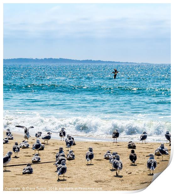 Gulls and a Pelican on Marina Beach Print by Claire Turner