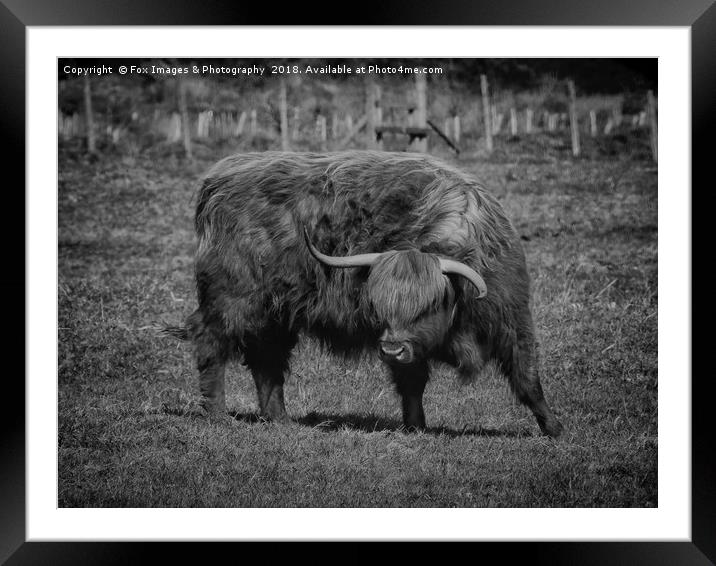 Highland Cattle Framed Mounted Print by Derrick Fox Lomax