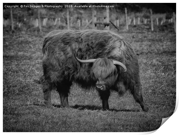 Highland Cattle Print by Derrick Fox Lomax