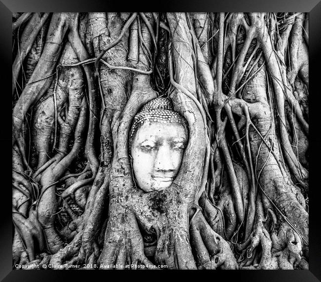Ayutthaya Buddha head in tree Framed Print by Claire Turner
