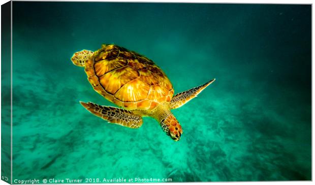 Green turtle  Canvas Print by Claire Turner