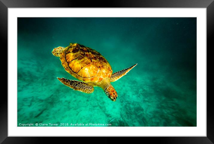 Green turtle  Framed Mounted Print by Claire Turner