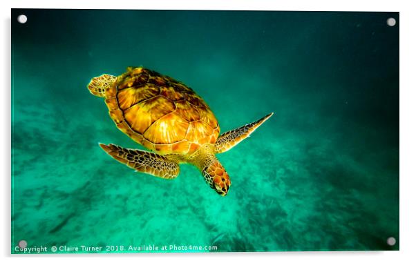Green turtle  Acrylic by Claire Turner