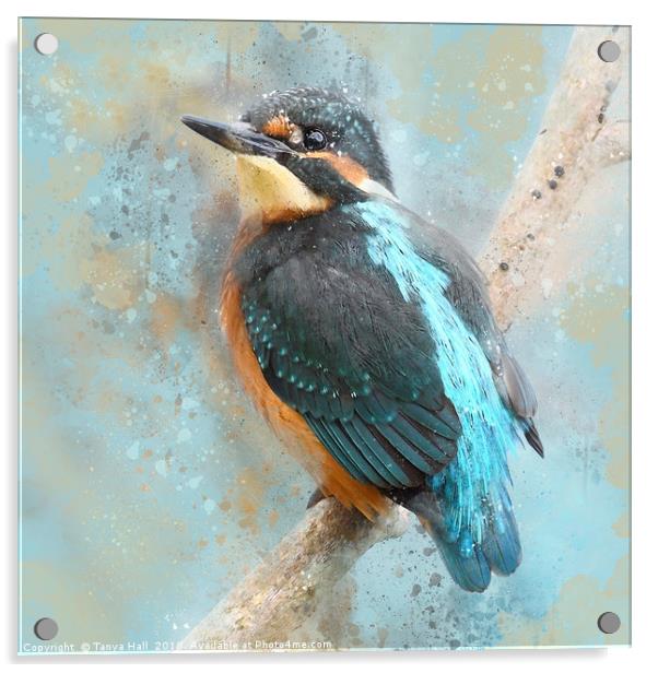 Kinfisher, Young Kingfisher, watercolour grunge sp Acrylic by Tanya Hall
