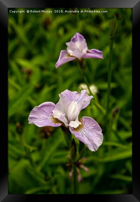 Siberian Iris Framed Print by Robert Murray