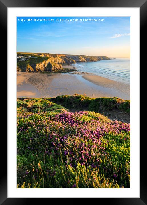 Heather at Porthtowan Framed Mounted Print by Andrew Ray