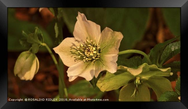 "Evening light on the Hellebores" Framed Print by ROS RIDLEY