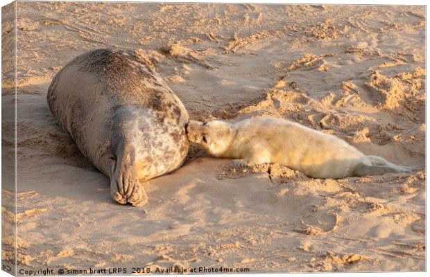 New born seal pup and mother feeding young Canvas Print by Simon Bratt LRPS
