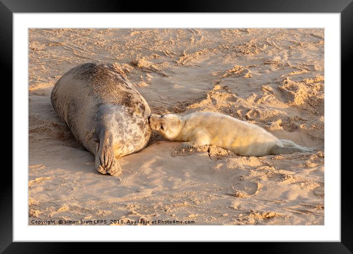 New born seal pup and mother feeding young Framed Mounted Print by Simon Bratt LRPS