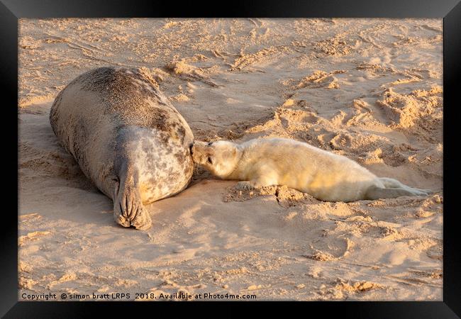 New born seal pup and mother feeding young Framed Print by Simon Bratt LRPS