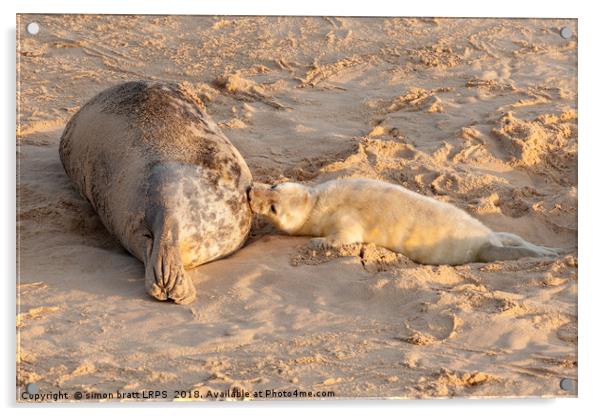 New born seal pup and mother feeding young Acrylic by Simon Bratt LRPS