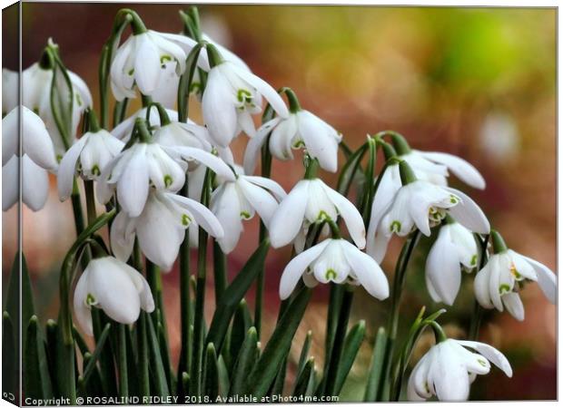 "Snowdrops in the sun" Canvas Print by ROS RIDLEY