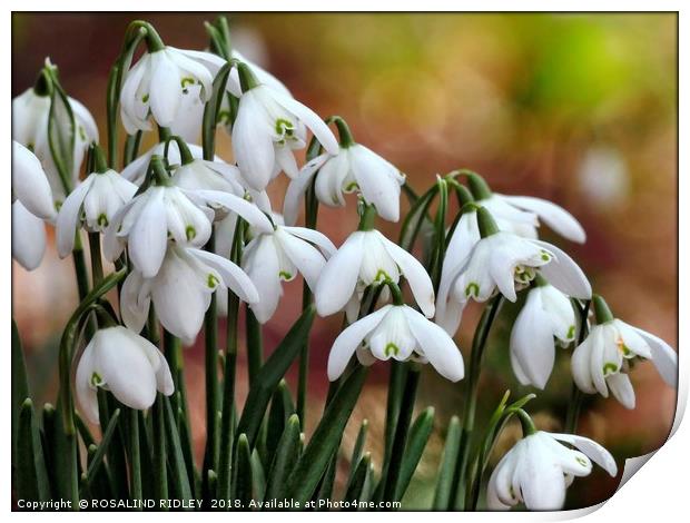 "Snowdrops in the sun" Print by ROS RIDLEY