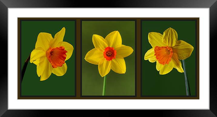 Daffodil Triptych Framed Mounted Print by Pete Hemington
