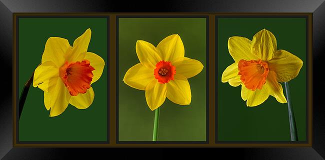 Daffodil Triptych Framed Print by Pete Hemington