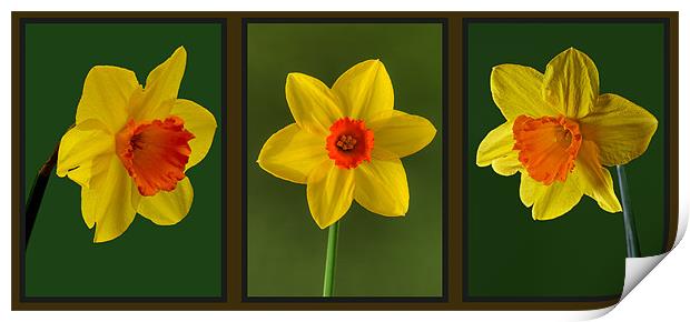Daffodil Triptych Print by Pete Hemington