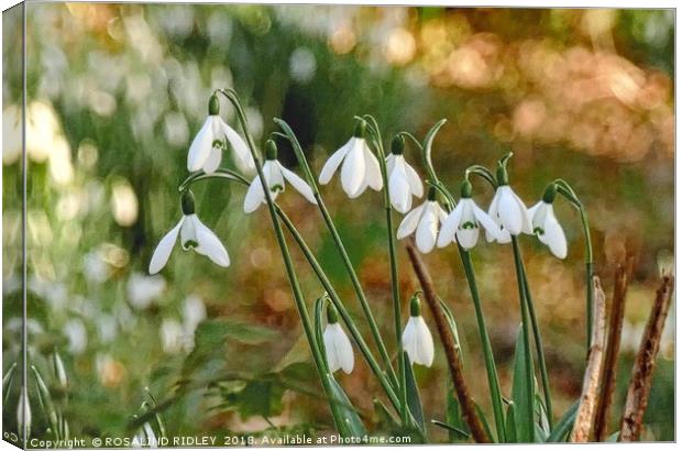 "Snowdrops in the sun 2 " Canvas Print by ROS RIDLEY