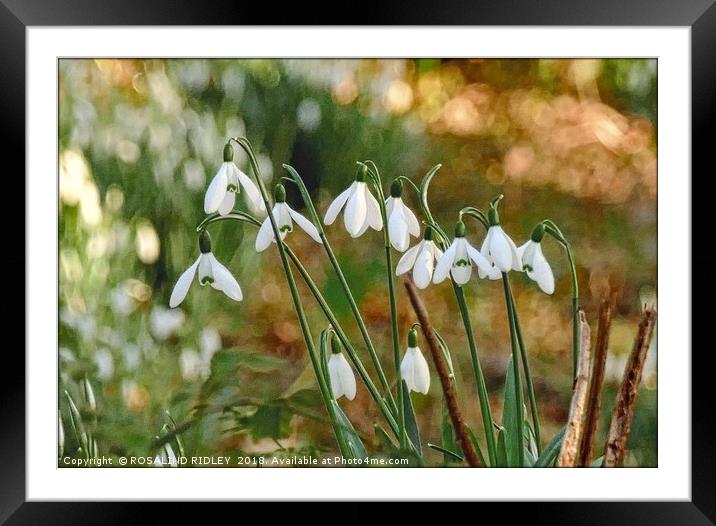 "Snowdrops in the sun 2 " Framed Mounted Print by ROS RIDLEY