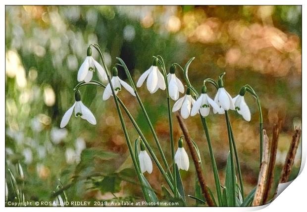 "Snowdrops in the sun 2 " Print by ROS RIDLEY