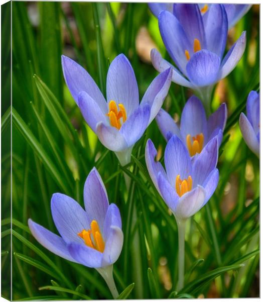 Crocus In Spring Canvas Print by Clive Eariss
