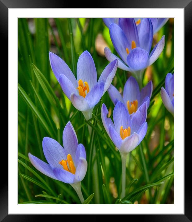 Crocus In Spring Framed Mounted Print by Clive Eariss