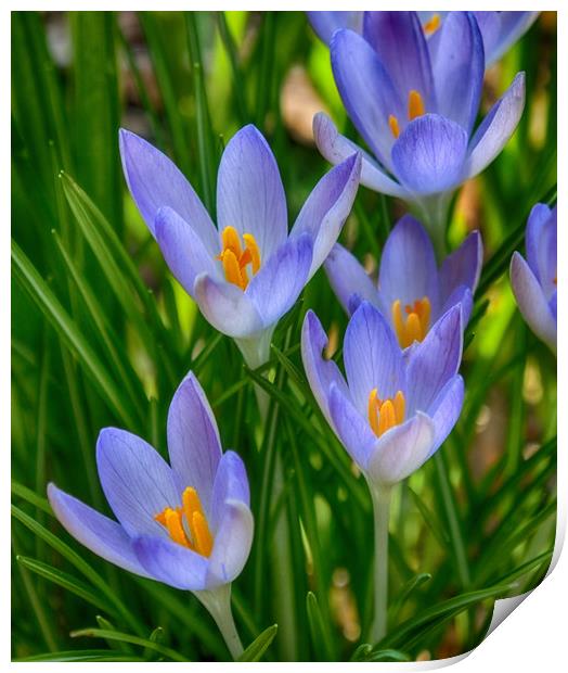 Crocus In Spring Print by Clive Eariss