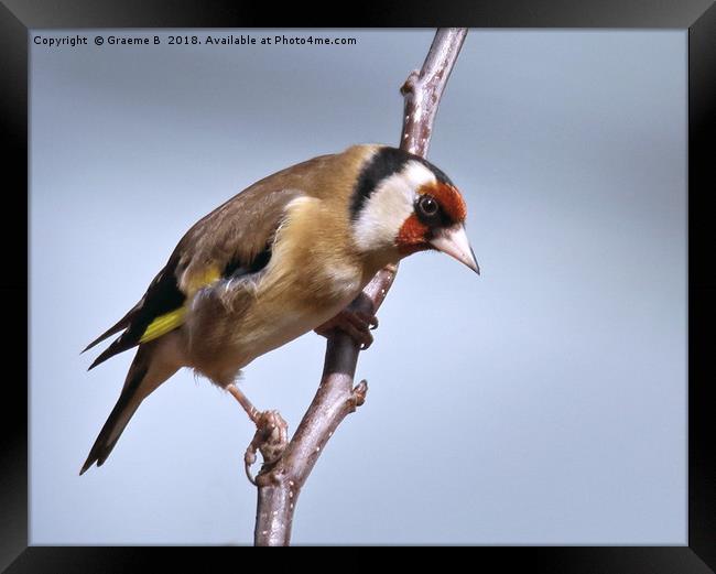 Goldfinch ready for take off Framed Print by Graeme B