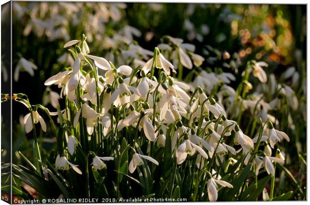 "Evening light on the snowdrops " Canvas Print by ROS RIDLEY