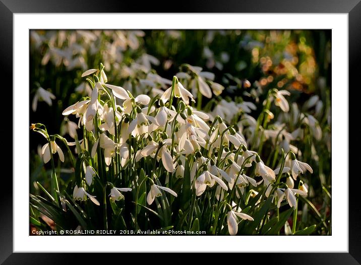 "Evening light on the snowdrops " Framed Mounted Print by ROS RIDLEY
