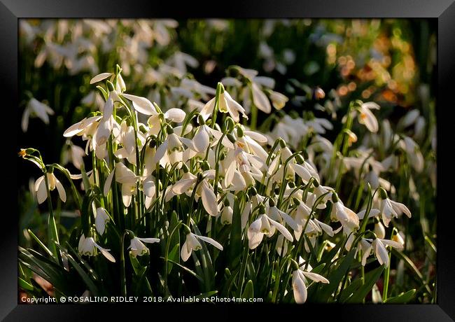 "Evening light on the snowdrops " Framed Print by ROS RIDLEY