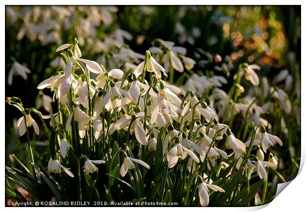 "Evening light on the snowdrops " Print by ROS RIDLEY
