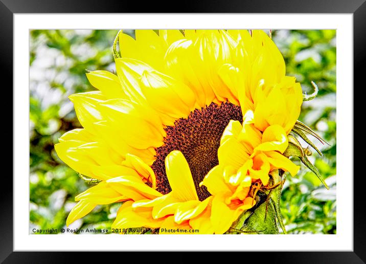 Sunflower Framed Mounted Print by Ros Ambrose