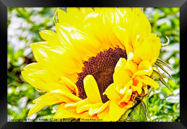 Sunflower Framed Print by Ros Ambrose