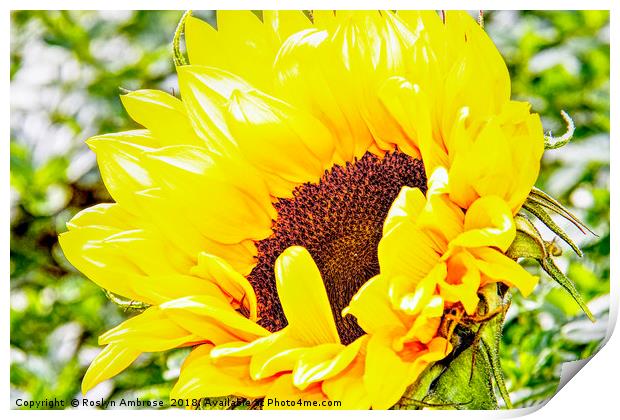 Sunflower Print by Ros Ambrose