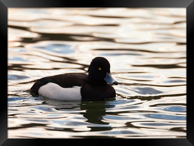 Tufted Duck Framed Print by Jonathan Thirkell