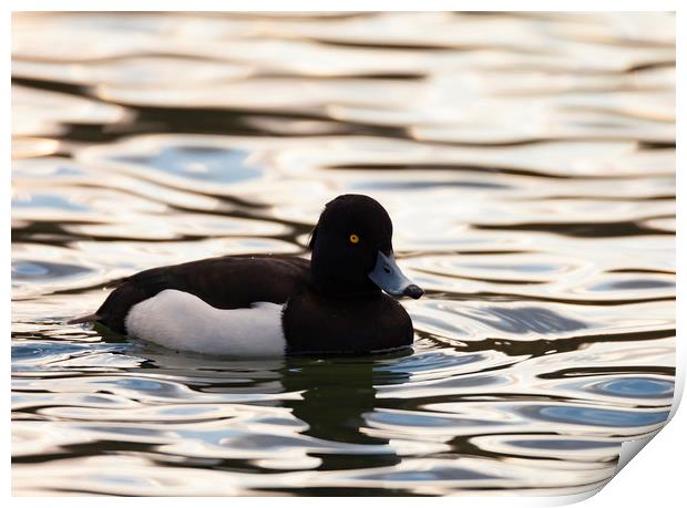 Tufted Duck Print by Jonathan Thirkell