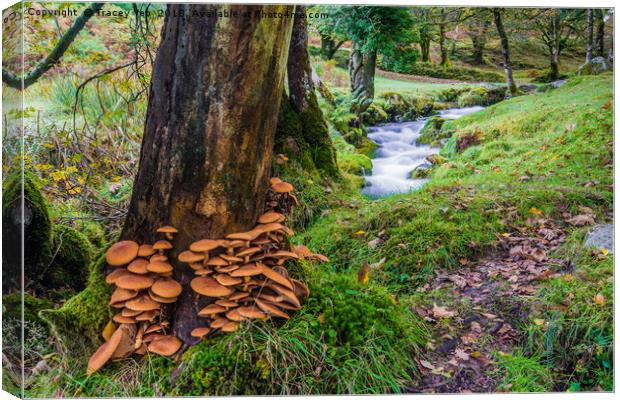 Fungi Invasion Canvas Print by Tracey Yeo