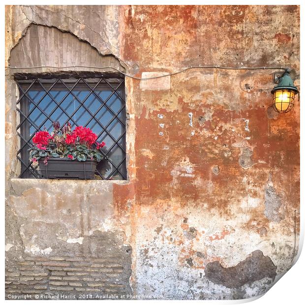 Geraniums in a window box Print by Richard Harris