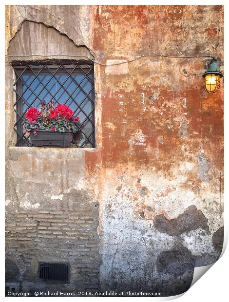 Geraniums in a window box Print by Richard Harris