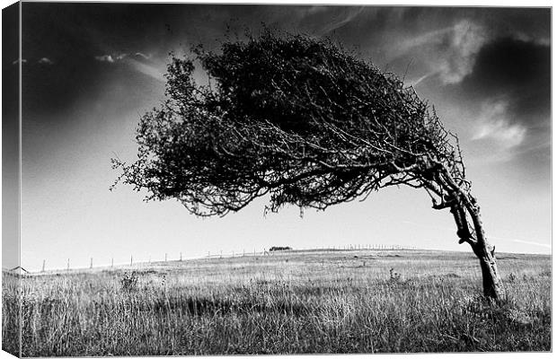 Windswept Canvas Print by Graham Piper