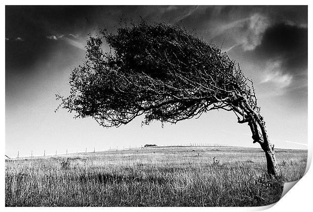 Windswept Print by Graham Piper