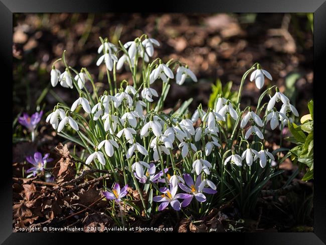 First signs of Spring Framed Print by Steve Hughes