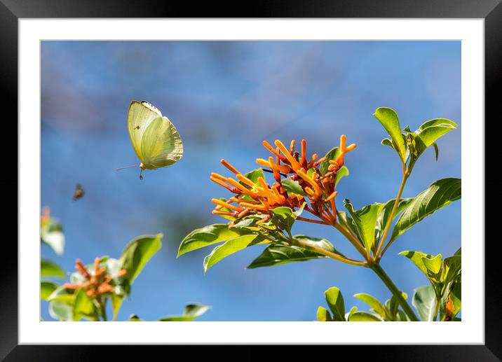 Butterfly in flight Framed Mounted Print by Bob Small