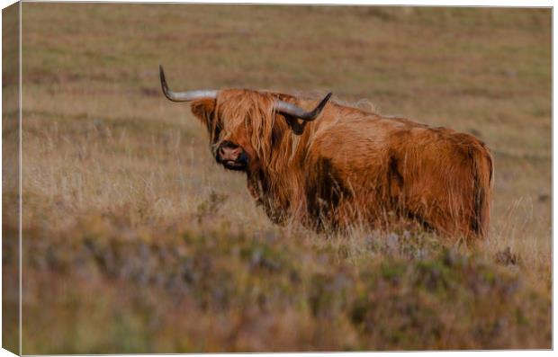 Highland Cow  Canvas Print by Pam Sargeant
