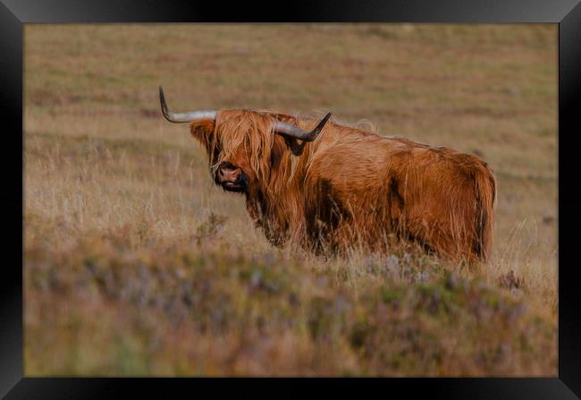 Highland Cow  Framed Print by Pam Sargeant