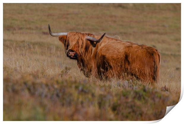 Highland Cow  Print by Pam Sargeant