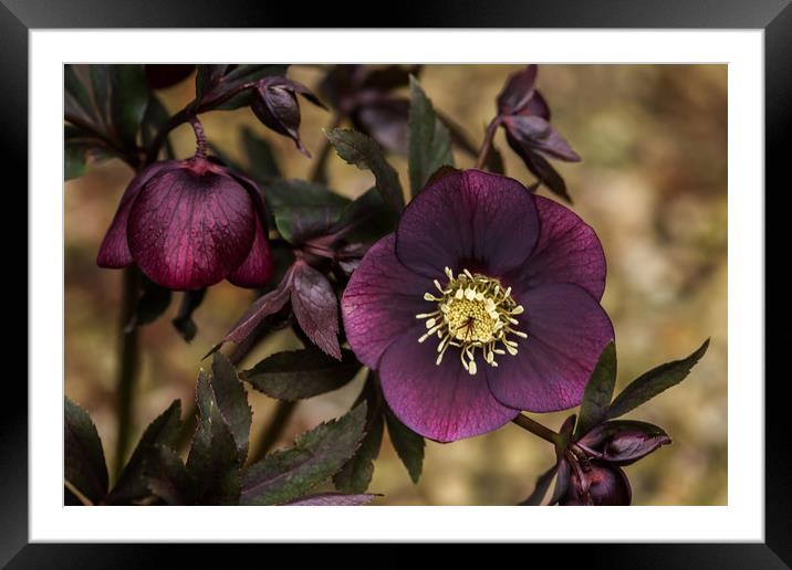 Purple Hellebore Framed Mounted Print by Pam Sargeant