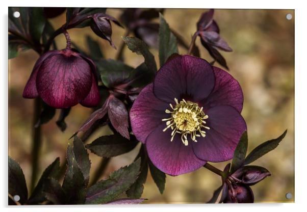 Purple Hellebore Acrylic by Pam Sargeant